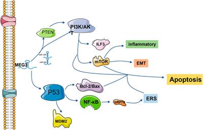 LncRNA MEG3: Potential stock for precision treatment of cardiovascular diseases